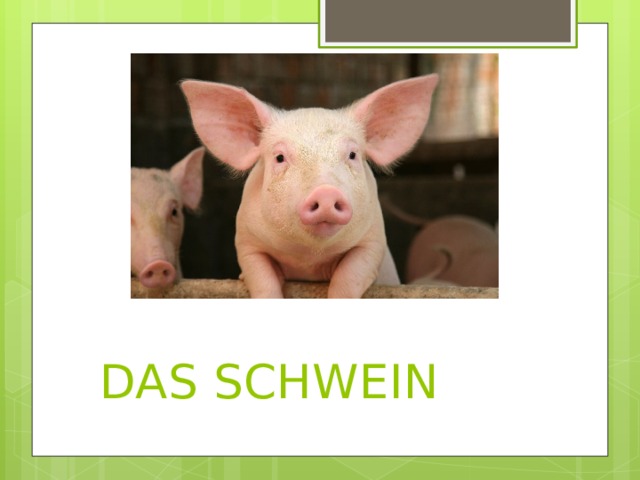  DAS SCHWEIN 