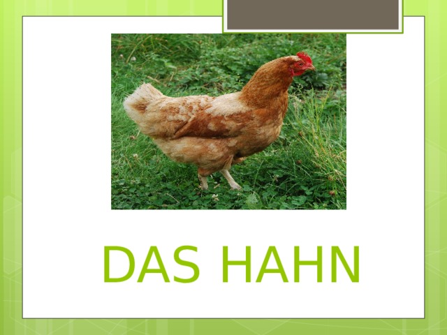  DAS HAHN 