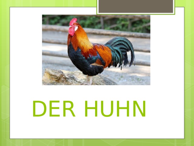  DER HUHN 