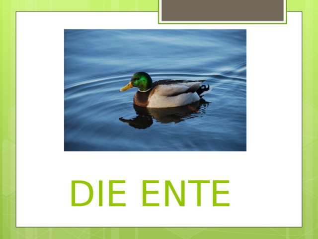  DIE ENTE 