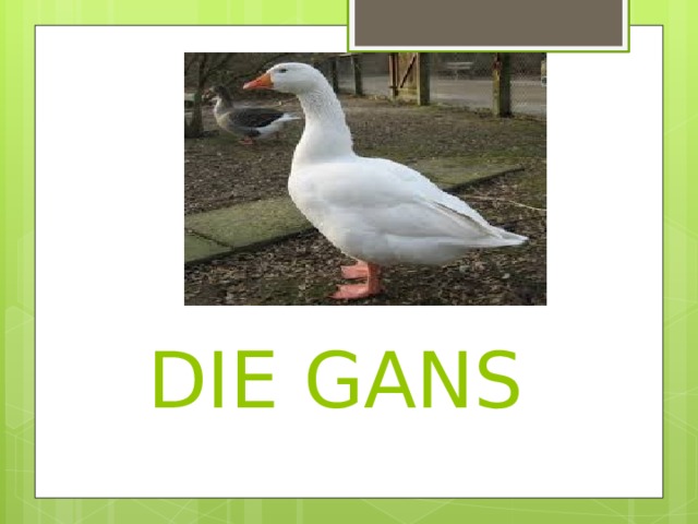  DIE GANS 