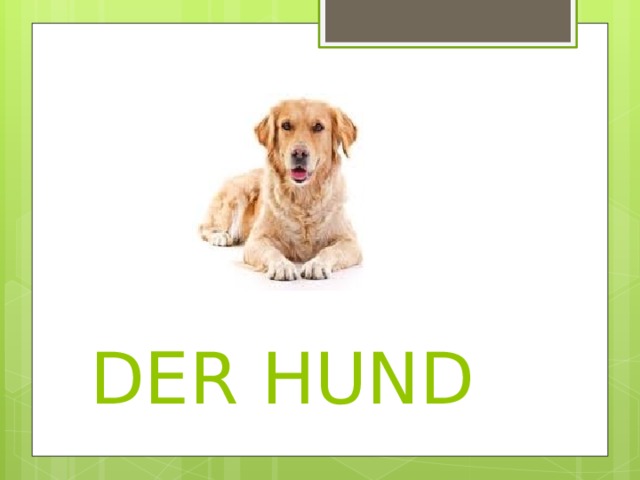 DER HUND 
