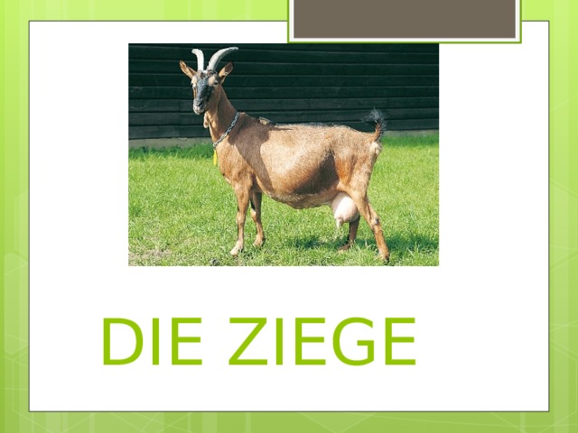  DIE ZIEGE 