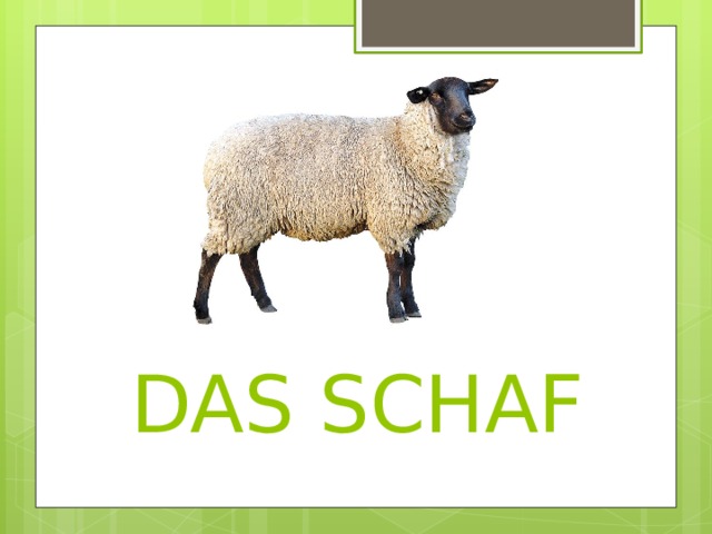  DAS SCHAF 