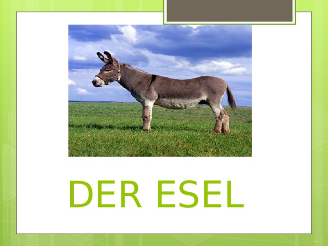  DER ESEL 