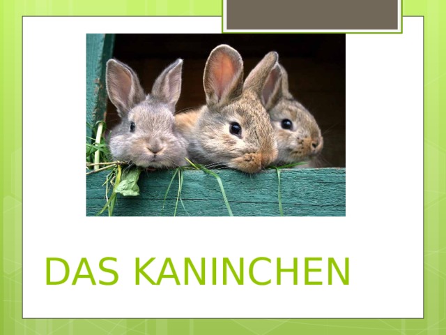  DAS KANINCHEN 