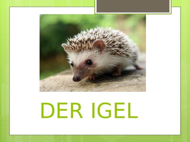  DER IGEL 