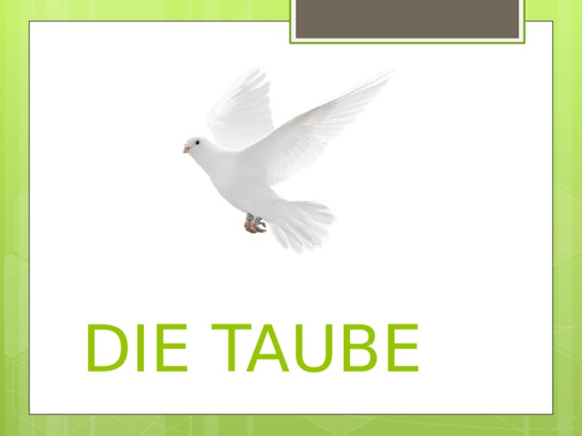  DIE TAUBE 