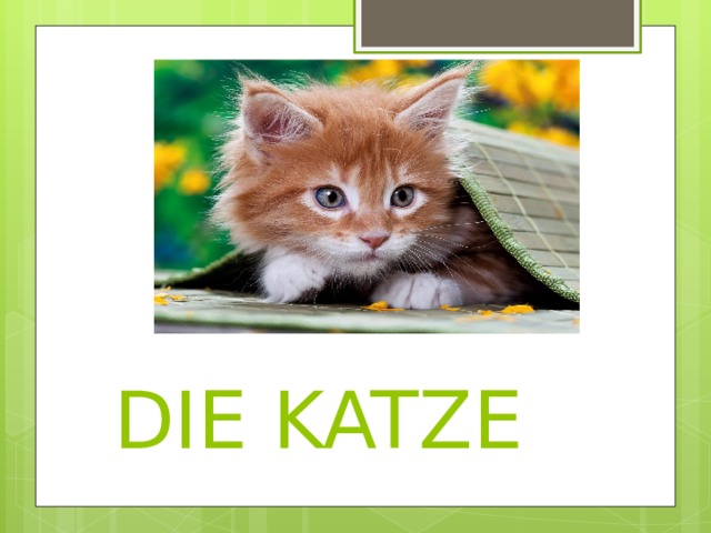  DIE KATZE 