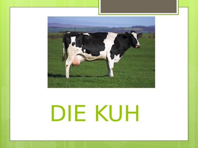  DIE KUH 