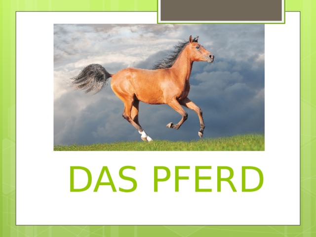  DAS PFERD 