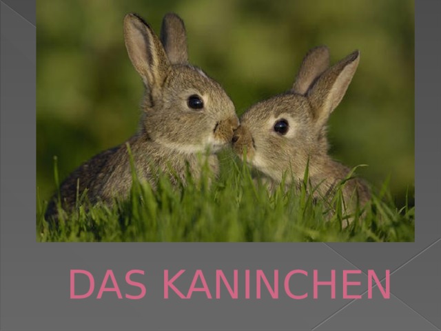 DAS KANINCHEN 