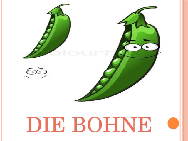 Die Bohne 