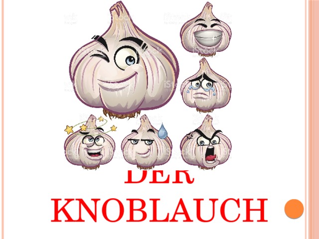 Der Knoblauch 