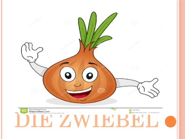 Die Zwiebel 