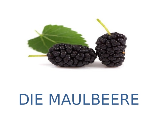 DIE MAULBEERE 