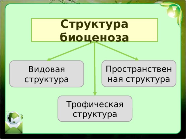 Структура биоценоза Пространственная структура Видовая структура Трофическая структура 