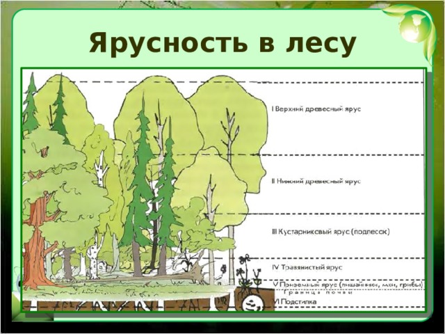 Ярусность в лесу 