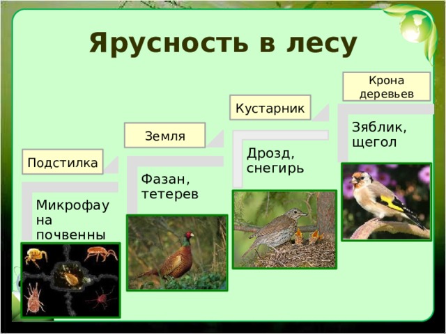 Ярусность в лесу Крона деревьев Кустарник Зяблик, щегол Земля Дрозд, снегирь Подстилка Фазан, тетерев Микрофауна почвенных животных 