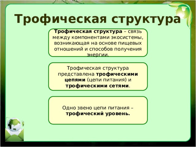 Трофическая структура Трофическая структура – связь между компонентами экосистемы, возникающая на основе пищевых отношений и способов получения энергии. Трофическая структура представлена трофическими цепями (цепи питания) и трофическими сетями . Одно звено цепи питания – трофический уровень. 