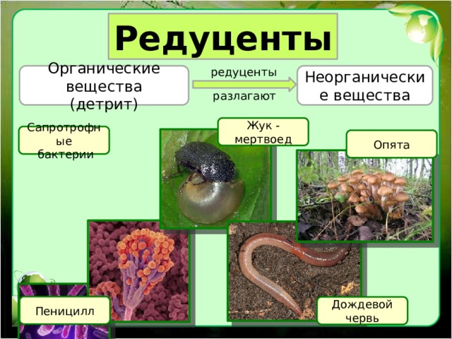 Редуценты редуценты Неорганические вещества Органические вещества (детрит) разлагают Жук - мертвоед Сапротрофные  бактерии Опята Пеницилл Дождевой червь 