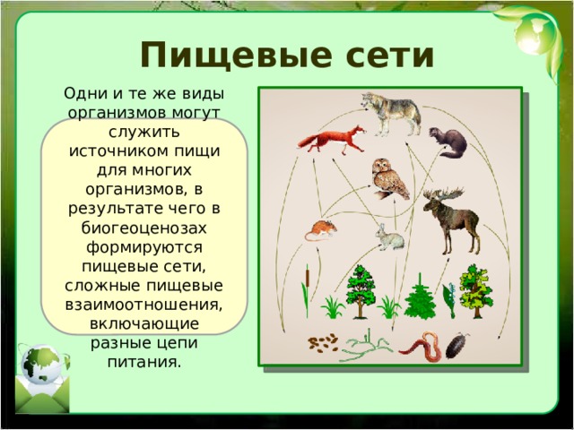 Пищевые сети Одни и те же виды организмов могут служить источником пищи для многих организмов, в результате чего в биогеоценозах формируются пищевые сети, сложные пищевые взаимоотношения, включающие разные цепи питания. 