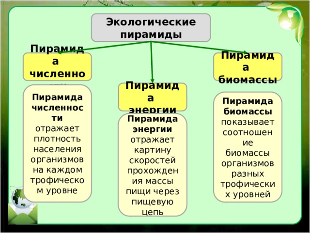 Экологические пирамиды Пирамида Пирамида численности биомассы Пирамида энергии Пирамида численности отражает плотность населения организмов на каждом трофическом уровне Пирамида биомассы показывает соотношение биомассы организмов разных трофических уровней Пирамида энергии отражает картину скоростей прохождения массы пищи через пищевую цепь 