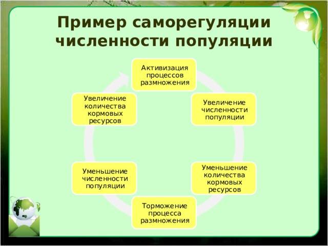 Пример саморегуляции численности популяции Активизация процессов размножения Увеличение численности популяции Увеличение количества кормовых ресурсов Уменьшение количества кормовых ресурсов Уменьшение численности популяции Торможение процесса размножения 