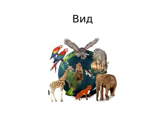Вид 