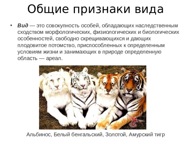 Общие признаки вида Вид  — это совокупность особей, обладающих наследственным сходством морфологических, физиологических и биологических особенностей, свободно скрещивающихся и дающих плодовитое потомство, приспособленных к определенным условиям жизни и занимающих в природе определенную область — ареал. Альбинос, Белый бенгальский, Золотой, Амурский тигр 