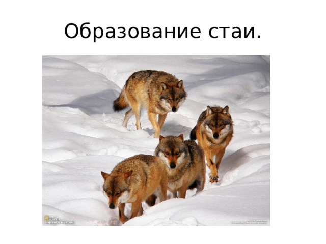 Образование стаи. 