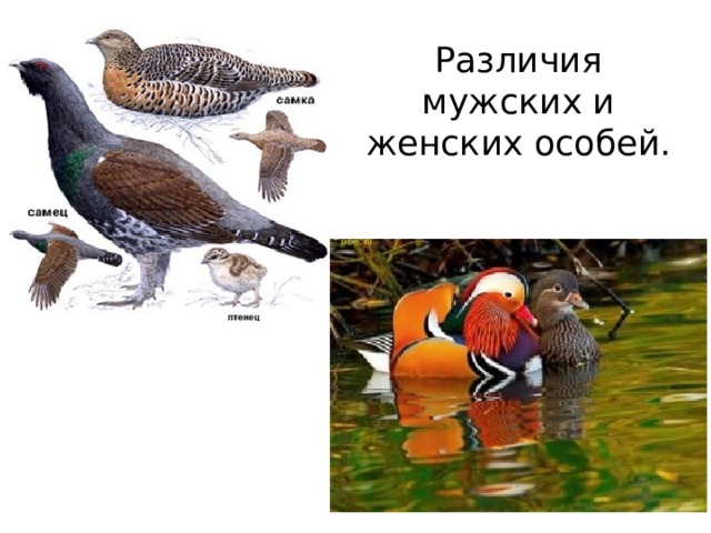 Различия мужских и женских особей. 