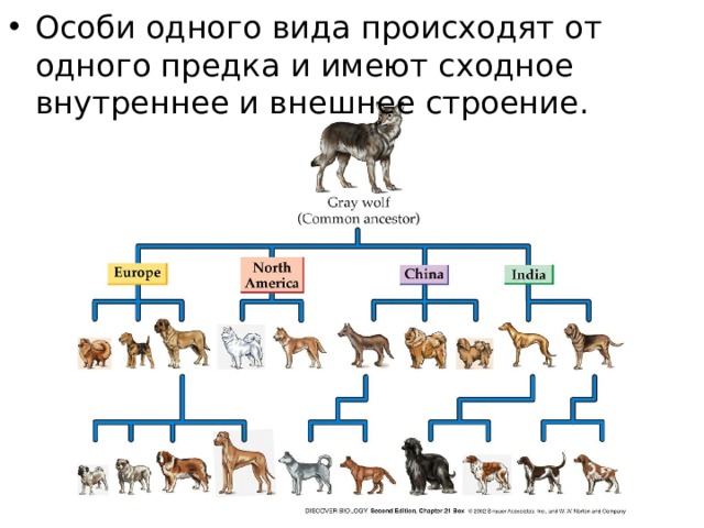 Особи одного вида происходят от одного предка и имеют сходное внутреннее и внешнее строение. 