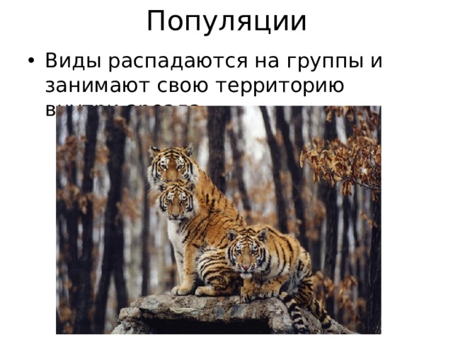 Популяции Виды распадаются на группы и занимают свою территорию внутри ареала. 