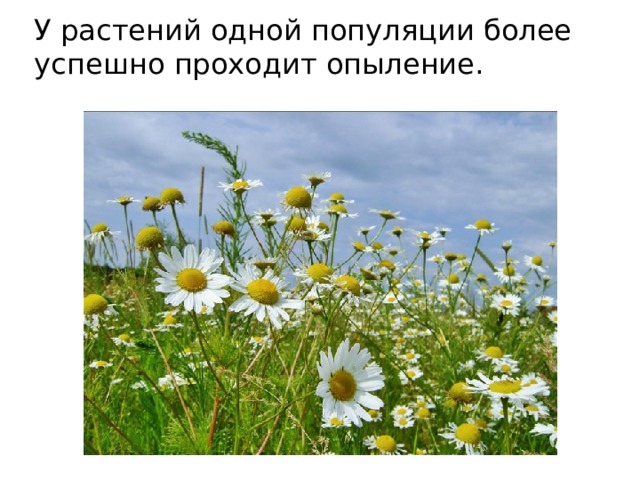 У растений одной популяции более успешно проходит опыление. 