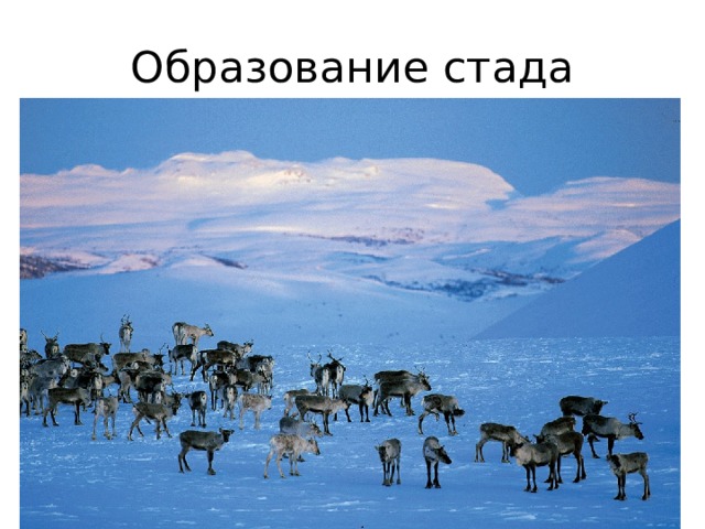 Образование стада 