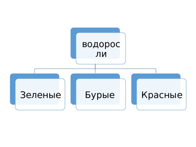 водоросли Зеленые Бурые Красные 