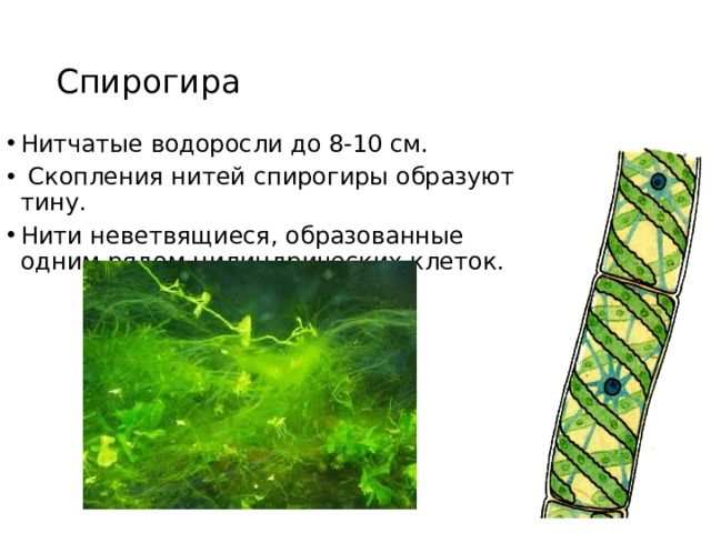 Спирогира Нитчатые водоросли до 8-10 см.  Скопления нитей спирогиры образуют тину. Нити неветвящиеся, образованные одним рядом цилиндрических клеток. 