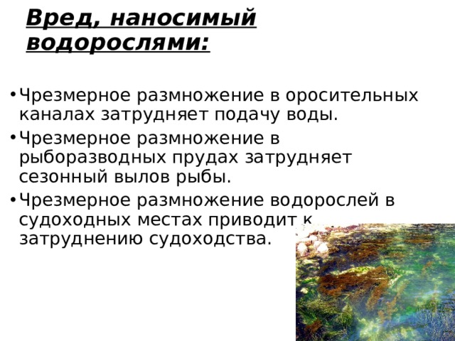 Вред, наносимый водорослями: Чрезмерное размножение в оросительных каналах затрудняет подачу воды. Чрезмерное размножение в рыборазводных прудах затрудняет сезонный вылов рыбы. Чрезмерное размножение водорослей в судоходных местах приводит к затруднению судоходства. 