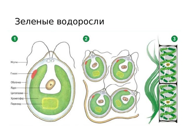 Зеленые водоросли 