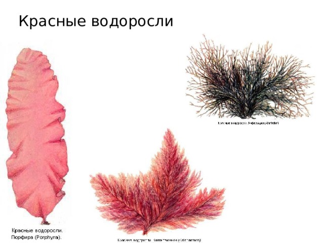 Красные водоросли 