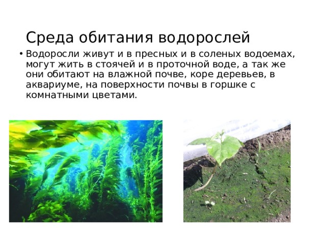 Среда обитания водорослей Водоросли живут и в пресных и в соленых водоемах, могут жить в стоячей и в проточной воде, а так же они обитают на влажной почве, коре деревьев, в аквариуме, на поверхности почвы в горшке с комнатными цветами. 