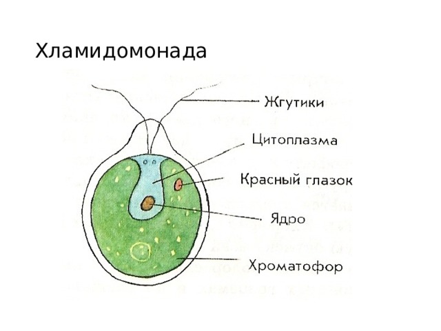 Хламидомонада 
