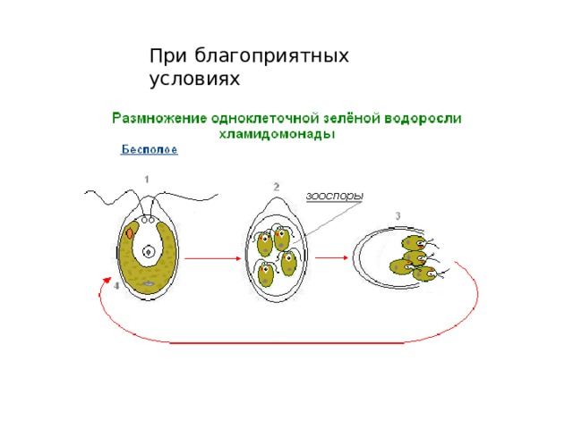 При благоприятных условиях 