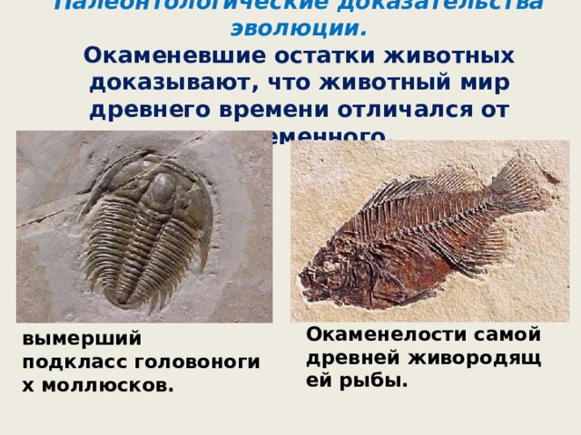  Палеонтологические доказательства эволюции.  Окаменевшие остатки животных доказывают, что животный мир древнего времени отличался от современного. Окаменелости самой древней живородящей рыбы. Аммониты - вымерший подкласс головоногих моллюсков. 
