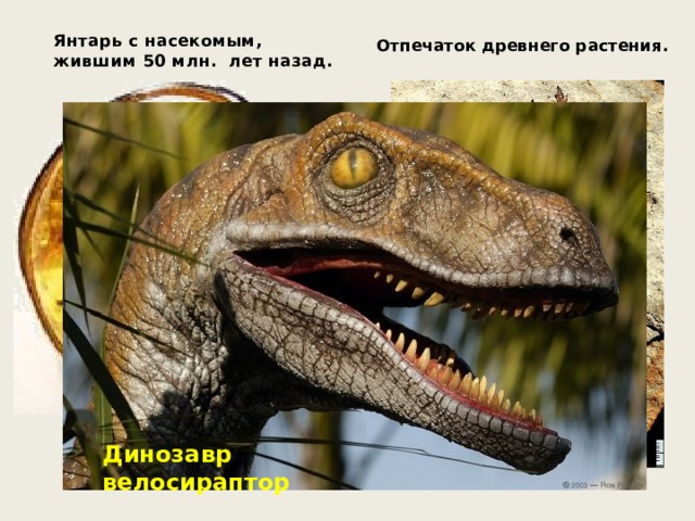 Отпечаток древнего растения. Янтарь с насекомым, жившим 50 млн. лет назад. Динозавр велосираптор 