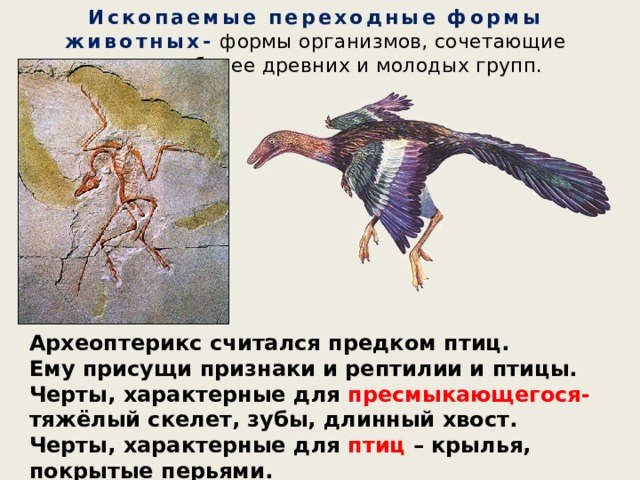 Ископаемые переходные формы животных- формы организмов, сочетающие признаки более древних и молодых групп. Археоптерикс считался предком птиц. Ему присущи признаки и рептилии и птицы. Черты, характерные для пресмыкающегося- тяжёлый скелет, зубы, длинный хвост. Черты, характерные для птиц – крылья, покрытые перьями. 