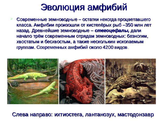 Эволюция амфибий  Современные земноводные – остатки некогда процветавшего класса. Амфибии произошли от кистепёрых рыб –350 млн лет назад. Древнейшие земноводные – стегоцефалы, дали начало трём современным отрядам земноводных: безногим, хвостатым и бесхвостым, а также нескольким ископаемым группам. Современных амфибий около 4200 видов . Слева направо: ихтиостега, лантанозух, мастодонзавр 