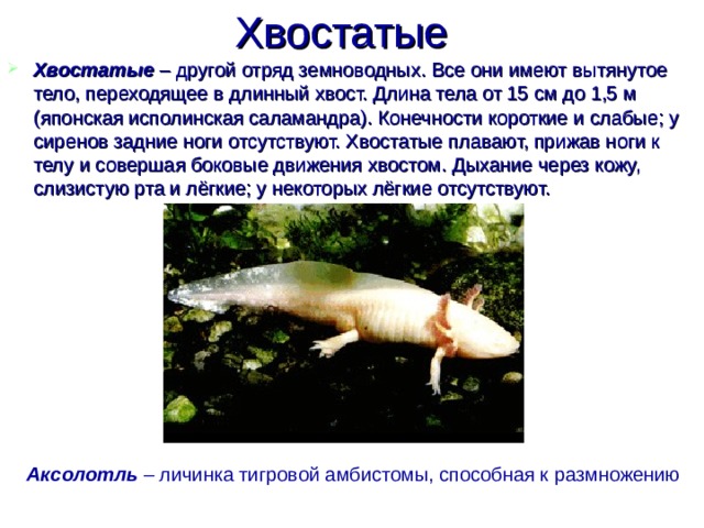 Хвостатые  Хвостатые – другой отряд земноводных. Все они имеют вытянутое тело, переходящее в длинный хвост. Длина тела от 15 см до 1,5 м (японская исполинская саламандра). Конечности короткие и слабые; у сиренов задние ноги отсутствуют. Хвостатые плавают, прижав ноги к телу и совершая боковые движения хвостом. Дыхание через кожу, слизистую рта и лёгкие; у некоторых лёгкие отсутствуют. Аксолотль – личинка тигровой амбистомы, способная к размножению 