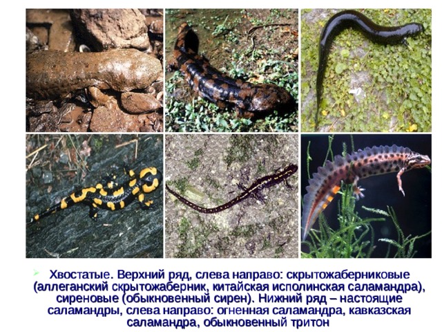Хвостатые. Верхний ряд, слева направо: скрытожаберниковые (аллеганский скрытожаберник, китайская исполинская саламандра), сиреновые (обыкновенный сирен). Нижний ряд – настоящие саламандры, слева направо: огненная саламандра, кавказская саламандра, обыкновенный тритон  